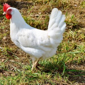 Chiken alive